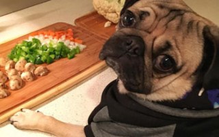 Vets say pugs like Doug ,brachycephalic dogs, are prone to serious complications.