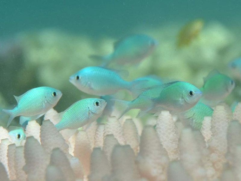 Bleaching of this magnitude is affecting "virtually all" coral species.