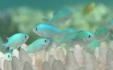 Bleaching of this magnitude is affecting "virtually all" coral species.