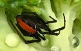 woolworths broccoli spider