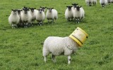 Stoned sheep munch on marijuana in Swansea Valley village.