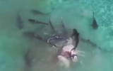 The tiger shark feeding frenzy in WA.