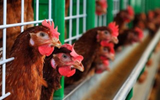 avian flu