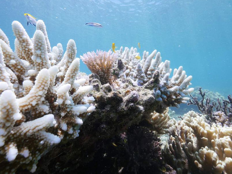 great barrier reef
