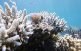 great barrier reef