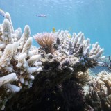 great barrier reef