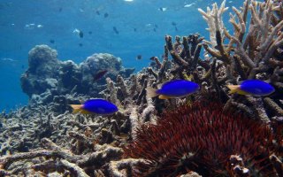 coral bleaching
