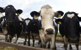 cows farm