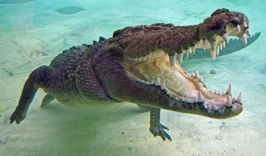 crocodile