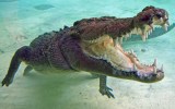 crocodile