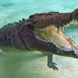 crocodile in surf