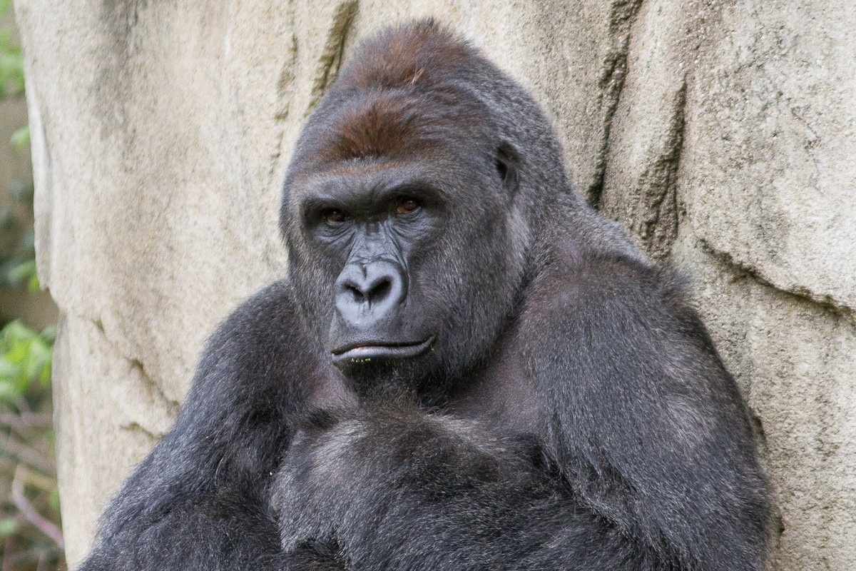 harambe gorilla