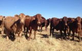 S Kidman and Co is Australia's largest private landholder.