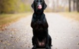 labrador hungry