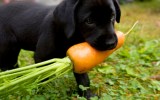 labrador puppy hungry