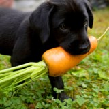 labrador puppy hungry