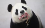 Hao Hao holding the newborn cub in her mouth.