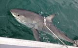 Great White
