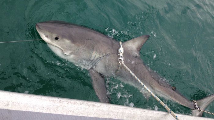 Great White