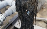 fatberg sydney water