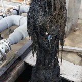 fatberg sydney water