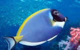 finding dory fish