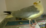 Gull-frezi after the clean-up. Photo: Facebook.