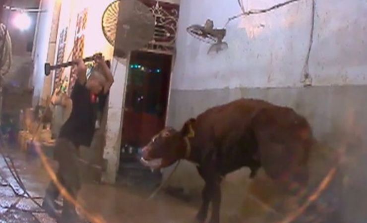 cattle exports cruelty