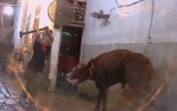 cattle exports cruelty
