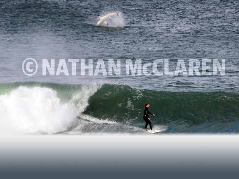 Blissfully unaware: surfer Daniel Caban emerged 'just a bit rattled'.