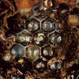 The varroa destructor has the capacity to wipe out huge numbers of the European honey bee.