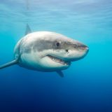 Shark attack in New Caledonia