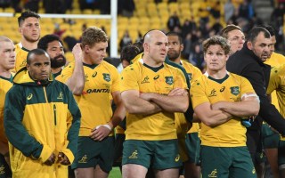 wallabies rugby bledisloe