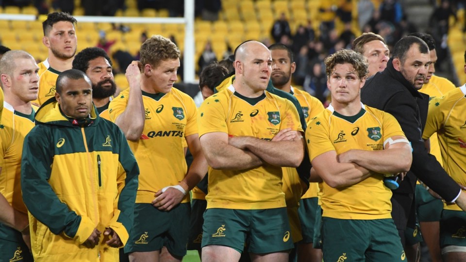 wallabies rugby bledisloe
