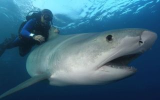 shark attack Queenscliff
