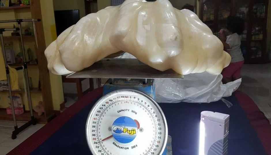 clam pearl