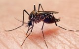 Mosquito