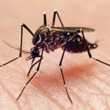Mosquito