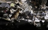 italy earthquake rescue dogs
