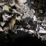 italy earthquake rescue dogs