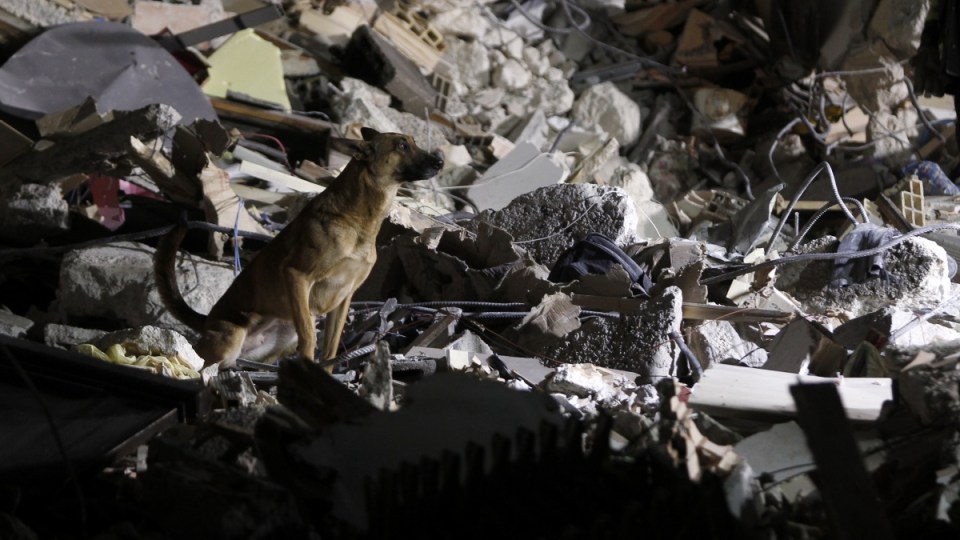 italy earthquake rescue dogs