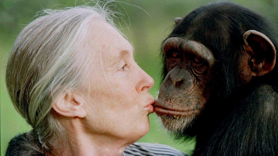 Jane Goodall on Trump