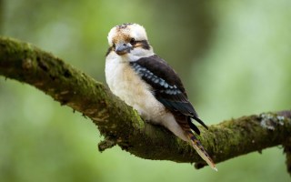Kookaburra