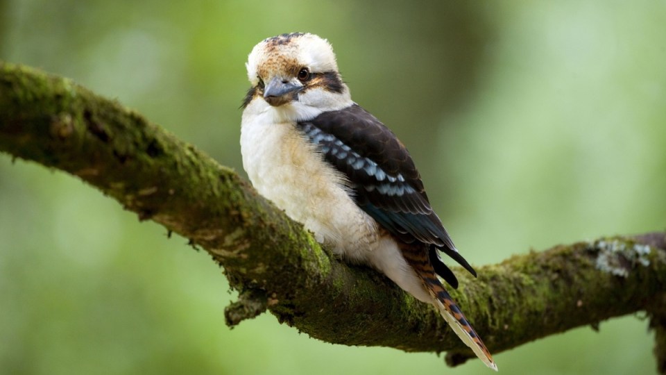 Kookaburra