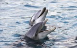 Dolphin communication