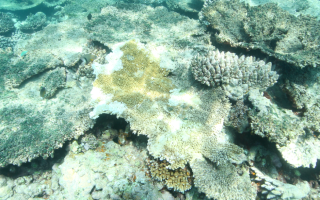 Great Barrier Reef