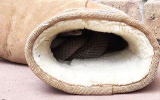 snake in ugg boot
