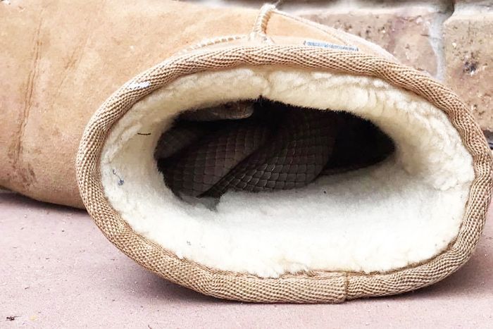 snake in ugg boot