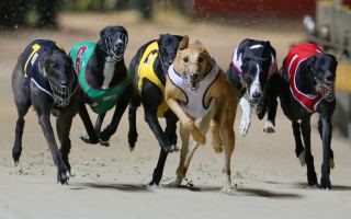 greyhound ban