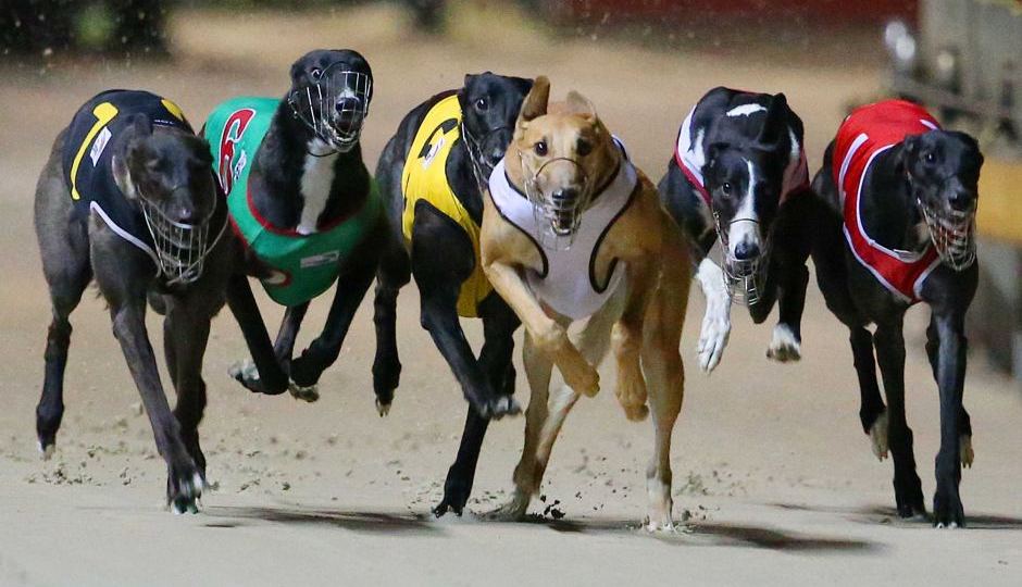 greyhound ban